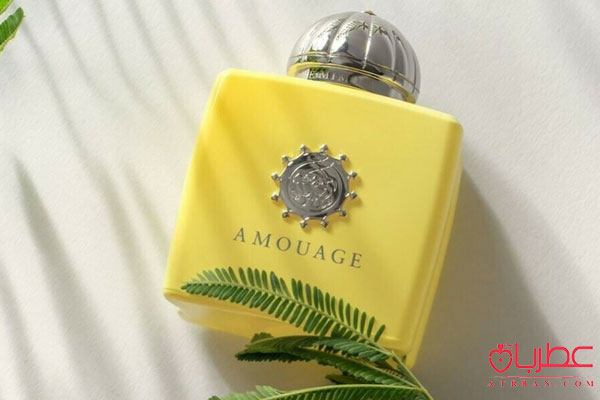 Amouage Love Mimosa