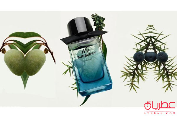 عطر ادکلن باربری مستر باربری المنت