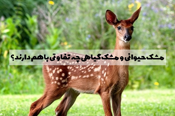 مشک حیوانی و مشک گیاهی چه تفاوتی باهم دارند؟